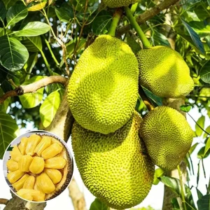 Golden Nugget Jackfruit Tree Live Plant – 12-14in Tall in Half Gallon Pot - Image 1