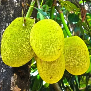 Golden Nugget Jackfruit Tree Live Plant – 14-18in Tall – 1 Gallon Pot – Tropical Fruit - Image 1