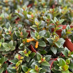 Goldfish Plant Live Plant - Rare Trailing Houseplant in 4" Pot Indoor - Image 2