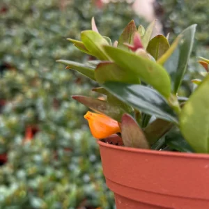 Goldfish Plant Live Plant - Rare Trailing Houseplant in 4