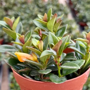 Goldfish Plant Live Plant - Rare Trailing Houseplant in 4" Pot Indoor - Image 1