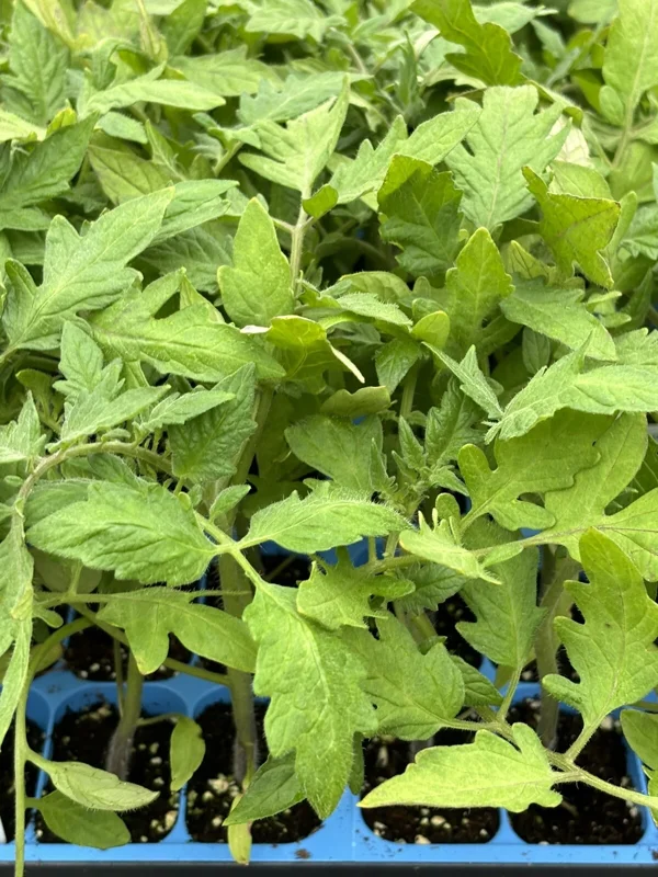 Goliath Tomato Live Plants - 2 Pack, 6-10 in, 60+ Days Old, Indeterminate, Outdoor - Image 1