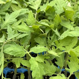 Goliath Tomato Live Plants - 3-Pack, 6-10 Inch Tall Determinate Vegetable - Image 1