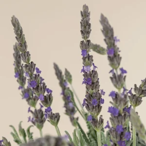 Goodwin Creek Lavender Live Plant 3-Pack - Lavandula × ginginsii - 4-6" Container-Ready - Indoor/Outdoor - Image 1