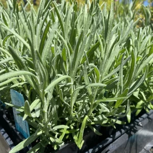 Goodwin Creek Lavender Live Plant 3-Pack - Lavandula × ginginsii - 4-6" Container-Ready - Indoor/Outdoor - Image 2