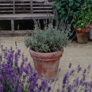 Goodwin Creek Lavender Live Plant 3-Pack - Lavandula × ginginsii - 4-6