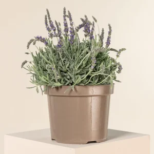 Goodwin Creek Lavender Live Plant 3-Pack - Lavandula × ginginsii - 4-6