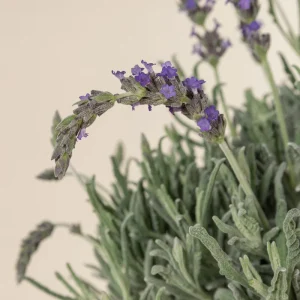 Goodwin Creek Lavender Live Plant 3-Pack - Lavandula × ginginsii - 4-6