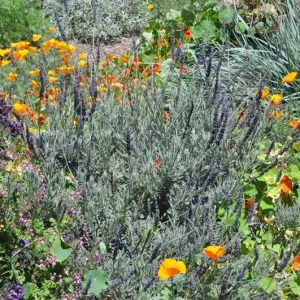 Goodwin Creek Lavender Live Plant 3-Pack - Lavandula × ginginsii - 4-6