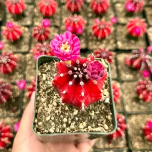 Grafted Gymnocalycium Friedrichii Cactus – Rare Live Plant – 3 Inch Pot - Image 2