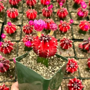 Grafted Gymnocalycium Friedrichii Cactus – Rare Live Plant – 3 Inch Pot - Image 3