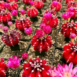 Grafted Gymnocalycium Friedrichii Cactus – Rare Live Plant – 3 Inch Pot - Image 4