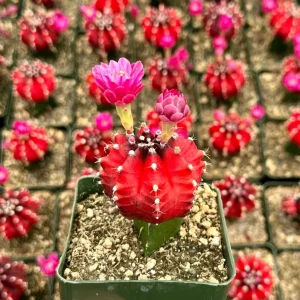Grafted Gymnocalycium Friedrichii Cactus – Rare Live Plant – 3 Inch Pot - Image 1