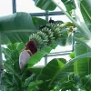 Gran Nain Banana Tree Live Plant - Musa Dwarf Variety - Indoor & Outdoor - Image 1