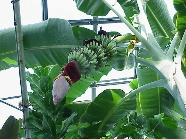 Gran Nain Banana Tree Live Plant - Musa Dwarf Variety - Indoor & Outdoor - Image 1