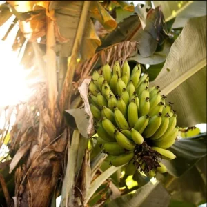 Grand Nain Dwarf Banana Live Plant - 4-6 Inch Fruit Tree for Home & Garden - Image 10