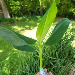 Grand Nain Dwarf Banana Live Plant - 4-6 Inch Fruit Tree for Home & Garden - Image 2