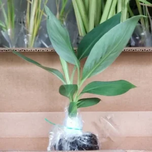 Grand Nain Dwarf Banana Live Plant - 4-6 Inch Fruit Tree for Home & Garden - Image 3