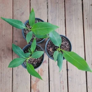 Grand Nain Dwarf Banana Live Plant - 4-6 Inch Fruit Tree for Home & Garden - Image 4