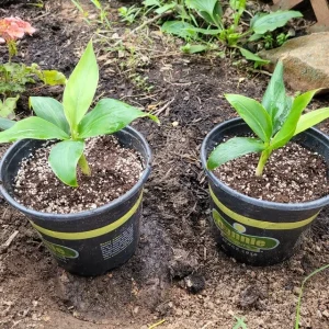 Grand Nain Dwarf Banana Live Plant - 4-6 Inch Fruit Tree for Home & Garden - Image 5