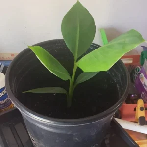 Grand Nain Dwarf Banana Live Plant - 4-6 Inch Fruit Tree for Home & Garden - Image 6