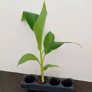 Grand Nain Dwarf Banana Live Plant - 4-6 Inch Fruit Tree for Home & Garden - Image 7