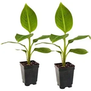Grand Nain Dwarf Banana Live Plant - 4-6 Inch Fruit Tree for Home & Garden - Image 8