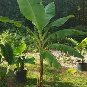 Grand Nain Dwarf Banana Live Plant - 4-6 Inch Fruit Tree for Home & Garden - Image 9