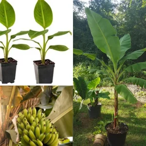 Grand Nain Dwarf Banana Live Plant - 4-6 Inch Fruit Tree for Home & Garden - Image 1