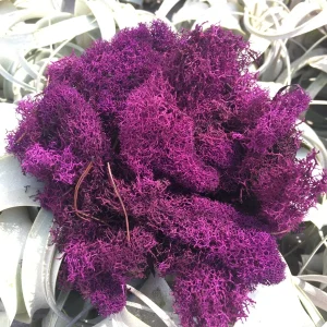 Grape Cranberry Purple Reindeer Moss - 2 OZ Bag, Preserved Decor - Image 1