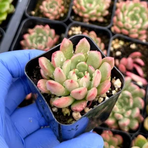 Graptoveria Bashful Live Succulent Plant – 2 inch Pot – Indoor/Outdoor - Image 2