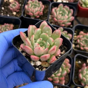Graptoveria Bashful Live Succulent Plant – 2 inch Pot – Indoor/Outdoor - Image 3