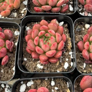 Graptoveria Bashful Live Succulent Plant – 2 inch Pot – Indoor/Outdoor - Image 1
