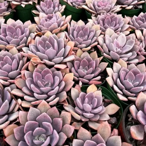 Graptoveria Debbie Pink Live Succulent Plant – 2.5'' or 4'' Pot – Indoor/Outdoor - Image 2