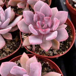 Graptoveria Debbie Pink Live Succulent Plant – 2.5'' or 4'' Pot – Indoor/Outdoor - Image 1
