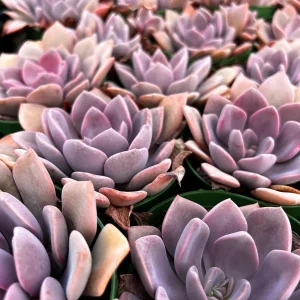 Graptoveria Debbie Pink Live Succulent Plant – 2.5'' or 4'' Pot – Indoor/Outdoor - Image 3