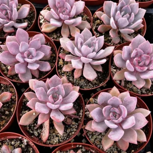 Graptoveria Debbie Pink Live Succulent Plant – 2.5'' or 4'' Pot – Indoor/Outdoor - Image 4