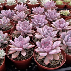 Graptoveria Debbie Pink Live Succulent Plant – 2.5'' or 4'' Pot – Indoor/Outdoor - Image 5