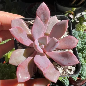 Graptoveria Debbie Pink Live Succulent Plant – 2.5'' or 4'' Pot – Indoor/Outdoor - Image 6