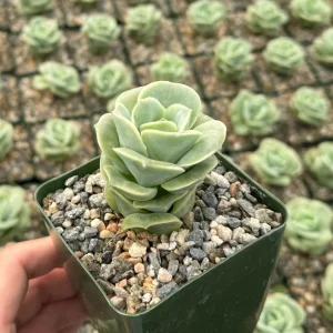 Graptoveria Lovely Rose Live Succulent Plant – Green Rose – 3 Inch Pot – Indoor/Outdoor - Image 2