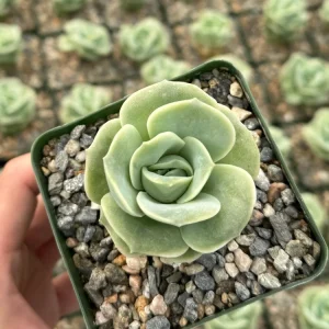 Graptoveria Lovely Rose Live Succulent Plant – Green Rose – 3 Inch Pot – Indoor/Outdoor - Image 3