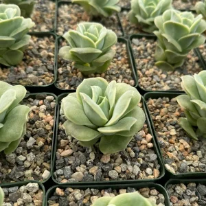 Graptoveria Lovely Rose Live Succulent Plant – Green Rose – 3 Inch Pot – Indoor/Outdoor - Image 4
