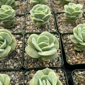 Graptoveria Lovely Rose Live Succulent Plant – Green Rose – 3 Inch Pot – Indoor/Outdoor - Image 5