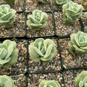 Graptoveria Lovely Rose Live Succulent Plant – Green Rose – 3 Inch Pot – Indoor/Outdoor - Image 6