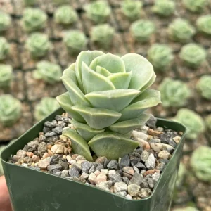 Graptoveria Lovely Rose Live Succulent Plant – Green Rose – 3 Inch Pot – Indoor/Outdoor - Image 1