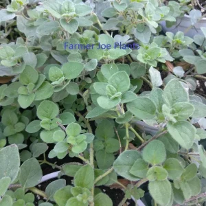 Greek Hot & Spicy Oregano Live Plant – Edible Herb – 4inch Tall - Image 1