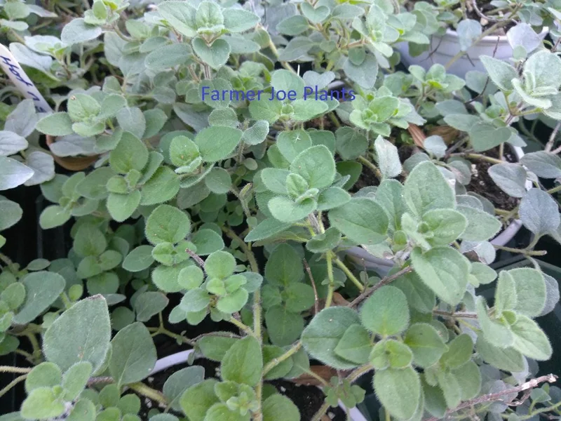 Greek Hot & Spicy Oregano Live Plant – Edible Herb – 4inch Tall - Image 1