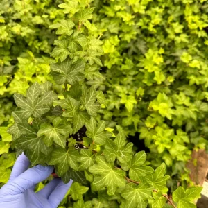 Green English Ivy Live Plant - Climbing Trailing Houseplant Hedera helix - Image 2