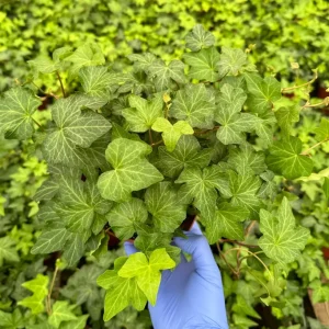 Green English Ivy Live Plant - Climbing Trailing Houseplant Hedera helix - Image 1