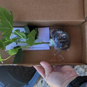Green Ischia Fig Tree Live Plant - 5-9" Tall Starter - Cold Hardy USDA Zone 7-10 - Image 2